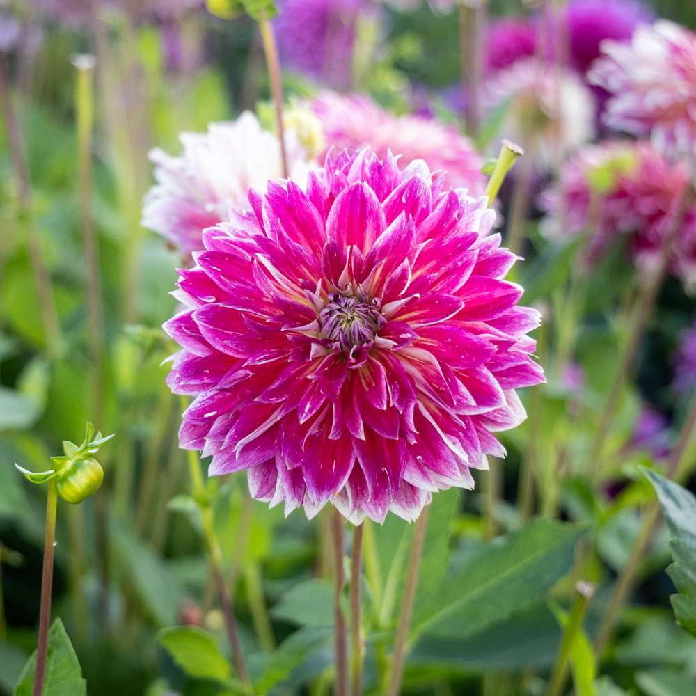 Dahlia 'Temple of Beauty'